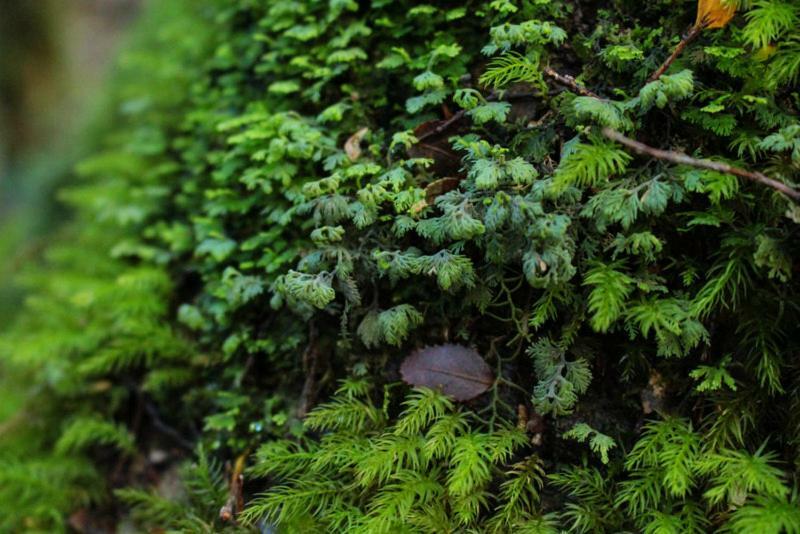 Cabanas Bosque Milenario Conaripe Ngoại thất bức ảnh