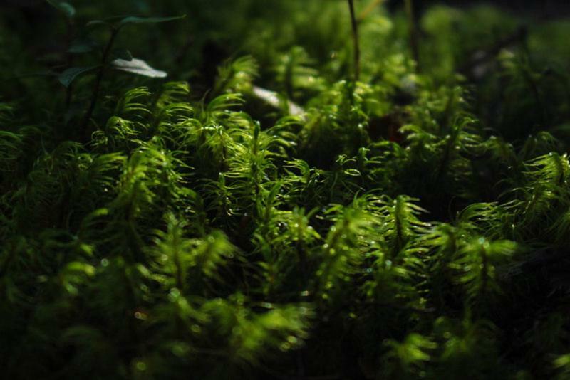 Cabanas Bosque Milenario Conaripe Ngoại thất bức ảnh